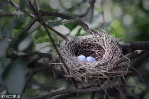 鳥築巢吉兆|【家裡有鳥築巢】鳥兒築巢有好兆頭？家裡發現鳥窩竟是財運來臨。